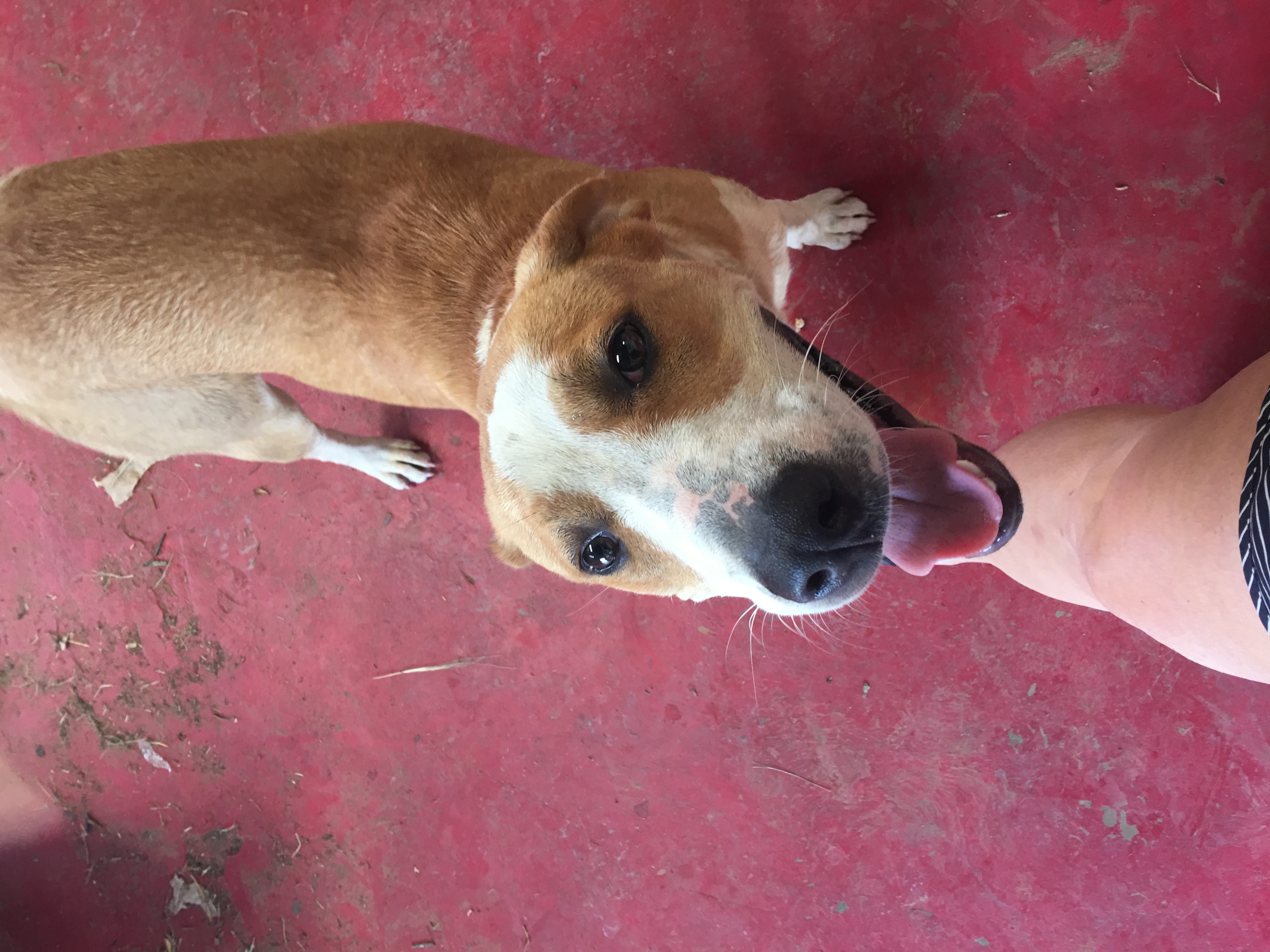 adoptable Dog in Crockett,TX named Sangria